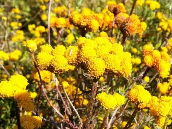 250 Yellow Golden Ageratum Lonas Inodora Flower Seeds Fresh