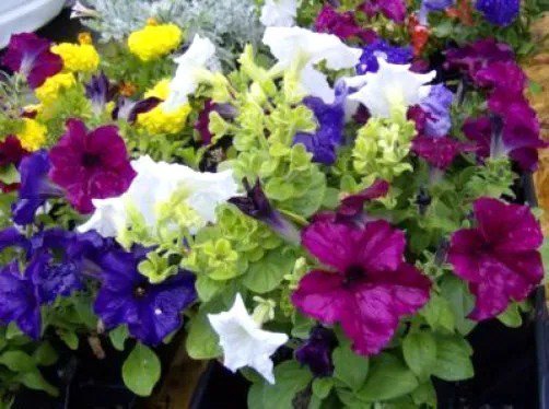 250 Mixed Colors Petunia Red Pink White Purple ++ Flower Seeds Fresh