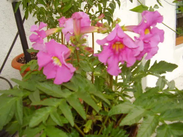 10 Cheron Pink Winter Hardy Gloxinia Incarvillea Delavayi Flower Seeds Fresh
