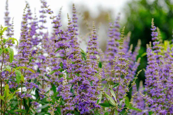 25 Chaste Berry Tree Vitex Agnus Castus Monk&acirc;��S Pepper Flower Seeds Fresh