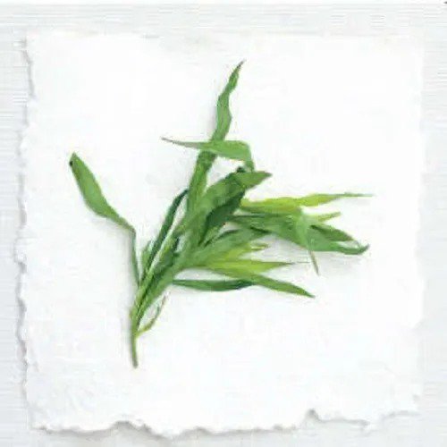 100 Tarragon Common Kitchen Artemisia Dracunculus Herb Seeds Pin Fresh
