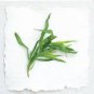 100 Tarragon Common Kitchen Artemisia Dracunculus Herb Seeds Pin Fresh