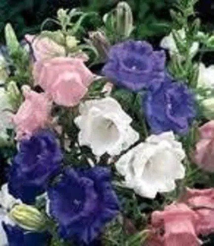 100 Canterbury Bells Crown Mix Campanula Medium Flower Seeds Fresh
