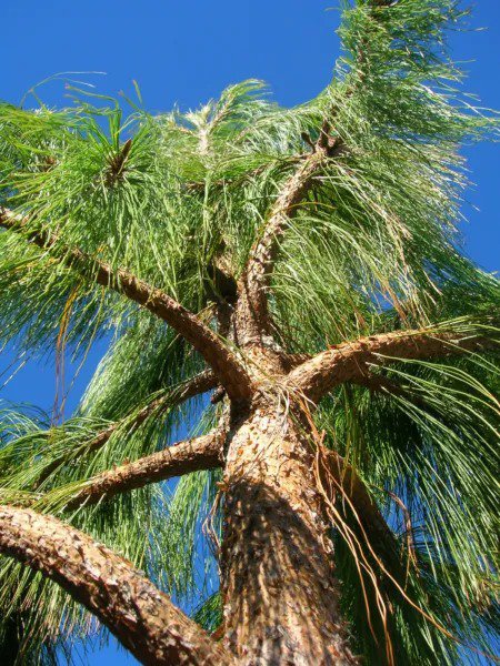 30 Mexican Weeping Pine Tree Evergreen Pinus Patula Seeds Fresh