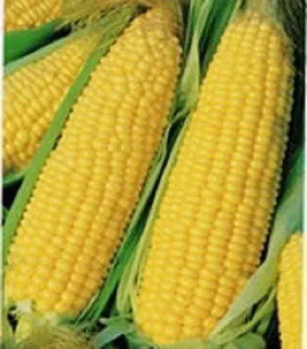 60 Yellow Corn Early 'Xtra Sweet' Zea Mays Vegetable Seeds Fresh