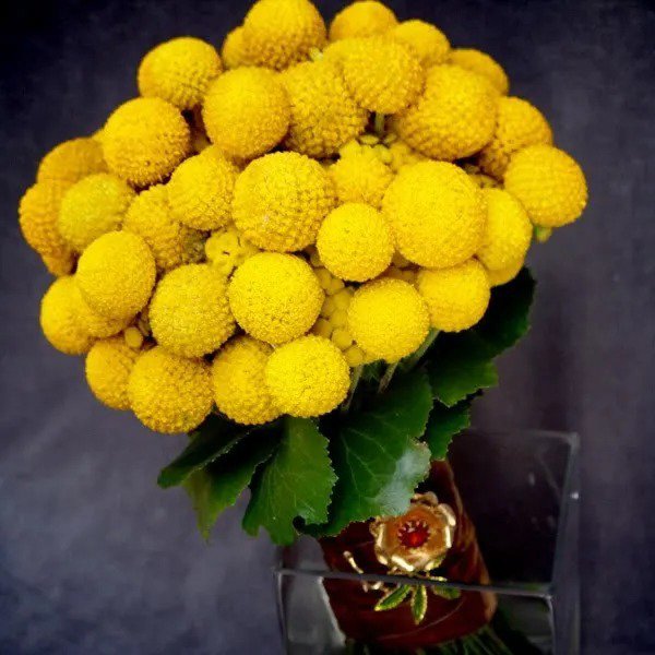 20 Yellow Billy Buttons Wolyheads Craspedia Globosa Flower Seeds Fresh