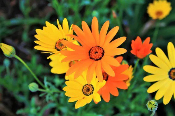 1000 Mixed African Daisy Daisies Dimorphotheca Aka Cape Marigold Flower Seeds Fresh