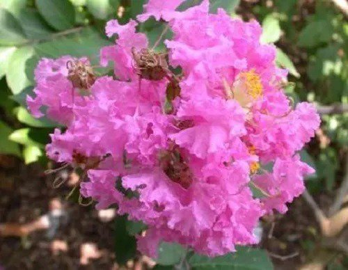 35 Dark Pink Crepe Crape Myrtle Lagerstroemia Indica Bush Tree Flower Seeds Fresh