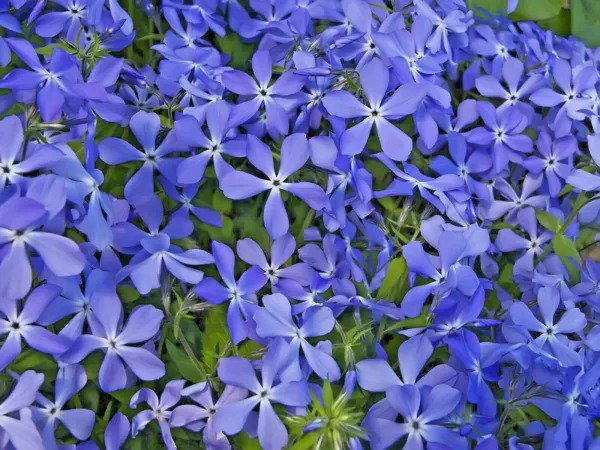 500 Mixed Colors Evening Scented Stock Matthiola Bicornis Flower Seeds Fresh