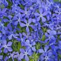 500 Mixed Colors Evening Scented Stock Matthiola Bicornis Flower Seeds Fresh