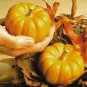 20 Jack Be Little Pumpkin Miniature Vegetable Cucurbita Pepo Seeds Fresh