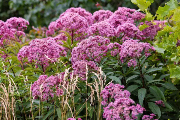 20 He Mp Agrimony Eupatorium Cannabinum Raspberries & Cream Flower Seeds Fresh