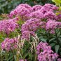 20 He Mp Agrimony Eupatorium Cannabinum Raspberries & Cream Flower Seeds Fresh