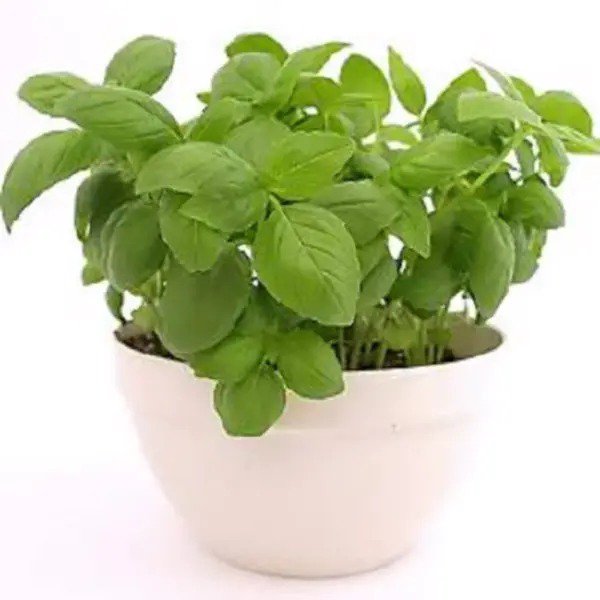 2000 Sweet Genovese Basil Ocimum Basilicum Herb Flower Seeds Fresh