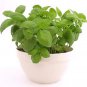 2000 Sweet Genovese Basil Ocimum Basilicum Herb Flower Seeds Fresh
