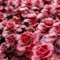 50 Red Dragons Blood Sedum Stonecrop Sedum Spurium Flower Seeds Fresh