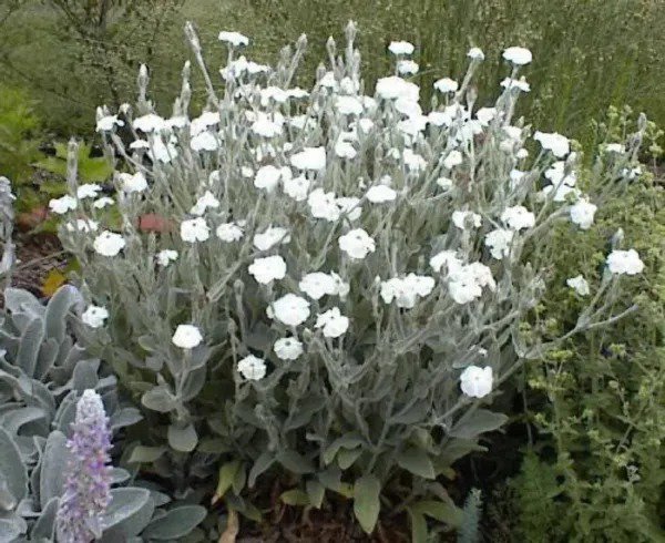 50 White Lychnis Coronaria Alba Rose Campion Silene Flower Seeds Fresh
