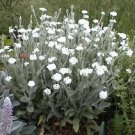 250 PINK CERISE QUEEN YARROW Achillea Millefolium Flower Seeds