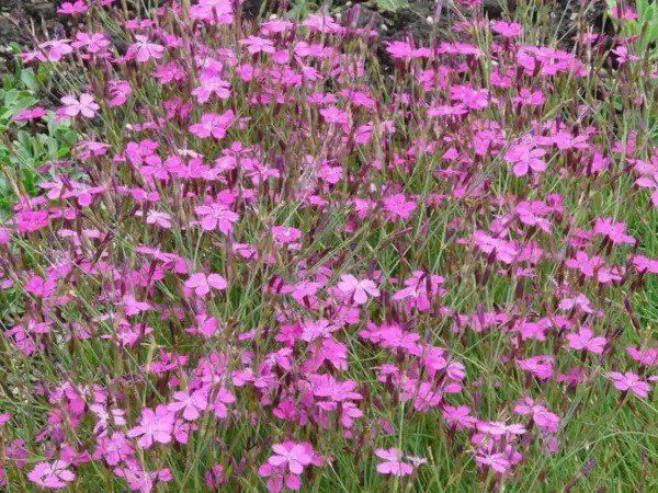 550 Maiden Pinks Dianthus Deltoides Flower Seeds Fresh