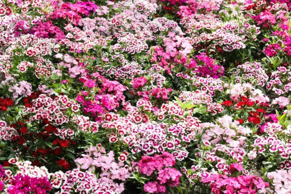 500 Mixed Colors Sweet William Dianthus Barbatus Red Pink Bicolor Flower Seeds Fresh