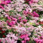 500 Mixed Colors Sweet William Dianthus Barbatus Red Pink Bicolor Flower Seeds Fresh