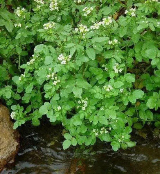 1000 Fine Curled Peppergrass Peppercress Watercress Lepidium Sativum Seeds Fresh