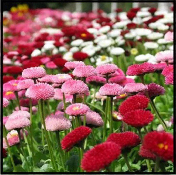 100 Mixed Colors English Daisy Bellis Perennis Flower Seeds Fresh