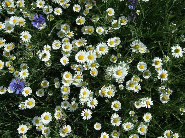 100 White Dwarf Creeping Daisy Chrysanthemum Paludosum Flower Seeds Fresh