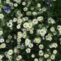 100 White Dwarf Creeping Daisy Chrysanthemum Paludosum Flower Seeds Fresh