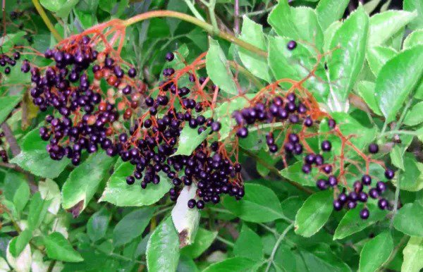 25 American Elderberry Fruit Bush Shrub Tree Sambucus Nigra Seeds Fresh