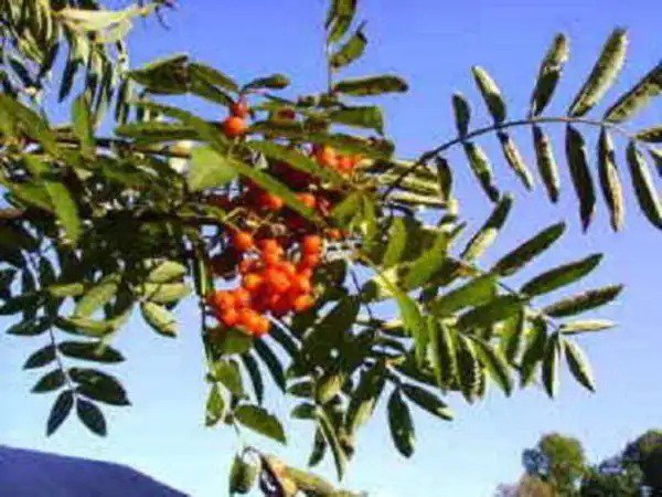 20 Ash Tree Mountain Amur Rowan Sorbus Aucuparia Seeds Fresh