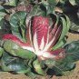 100 Rossa Di Verona Radicchio Endive Italian Cichorium Intybus Vegetable Seeds Fresh