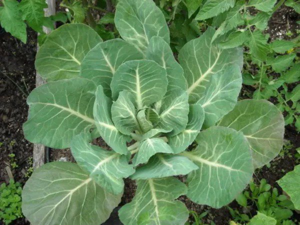 1000 Georgia Collards (Southern Walking) Collard Greens Brassica Oleracea Seed Fresh