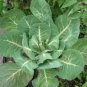 1000 Georgia Collards (Southern Walking) Collard Greens Brassica Oleracea Seed Fresh