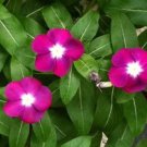 100 Pink Dwarf Rose Periwinkle Vinca Rosea Flower Seeds Fresh
