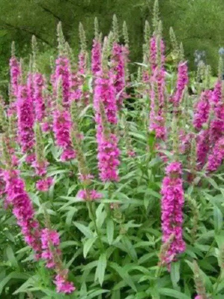 1000 Pink Winged Loosestrife Lythrum Alatum Flower Seeds Fresh