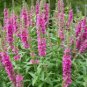 1000 Pink Winged Loosestrife Lythrum Alatum Flower Seeds Fresh