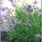 250 Allium Nodding Onion Allium Cernuum Flower Seeds Fresh