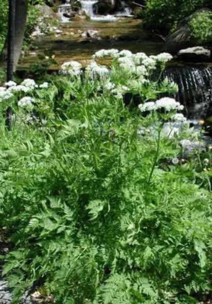 20 Sweet Cicely Myrrhis Odorata Herb Fragrant Flower Licorice Flavor Seeds Fresh
