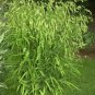 100 River Oats ( Northern Sea Inland ) Uniola Latifolia Grass Seeds Fresh