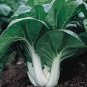 2000 Canton Pak Choi Bok Choy Chinese Cabbage Brassica Rapa Vegetable Seeds Fresh