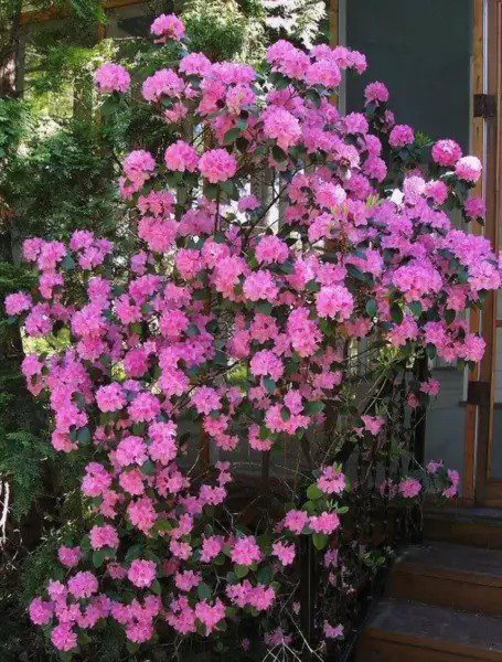 50 Rosebay Rhododendron Maximum White Pink Laurel Bush Shrub Flower Seeds Fresh