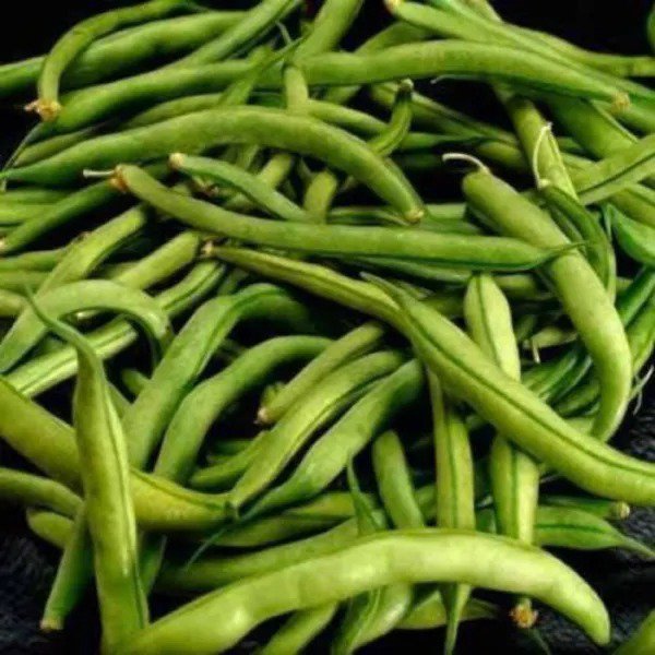 40 Green Bean Provider Phaseolus Vulgaris Vegetable Seeds Fresh