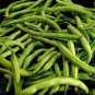 40 Green Bean Provider Phaseolus Vulgaris Vegetable Seeds Fresh
