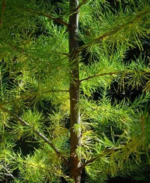25 European Larch Tree Pine Pinetree Evergreen Larix Decidua Seeds Fresh