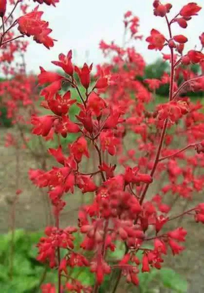 100 Heuchera Firefly Coral Bells Heuchera Sanguinea Red Flower Shade Seeds Fresh