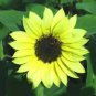 25 Valentine Sunflower Helianthus Annuus Flower Seeds Fresh
