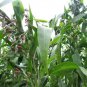 20 Jobs Tears (Jobi Yi Yi Ren Junos Tears) Coix Lacryma Vegetable Seeds Fresh