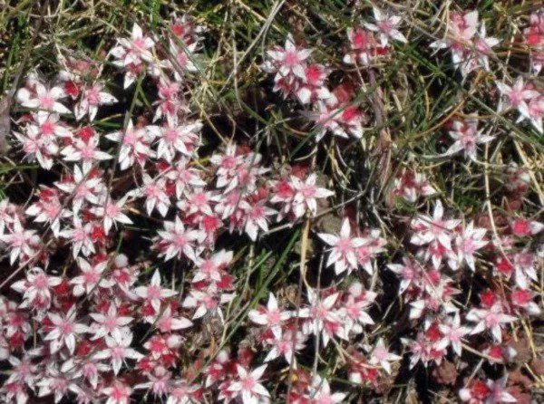 50 Seastar Widows Cross Sedum Sea Star Stonecrop Sedum Pulchellum Flower Seeds Fresh