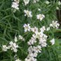 400 Hairy Mountain Mint Pycnanthemum Pilosum Herb Flower Seeds Fresh